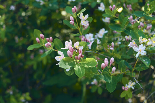 Frangula alnus flowering bush, blooming white flower close up detail, dark green leaves blurry background.