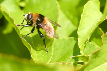 Buff-tailed bumblebee on a green leaf