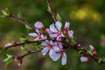 Flower Blossoms In The Spring