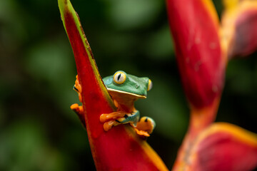 Fototapeta premium Costa Rican Tree Frog