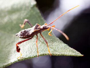 Close up of a stink bug. 