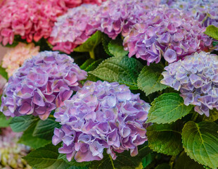 Purple hydrangea flowers, hortensia in the summer garden