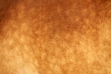 Close-up of light brown horse fur with dapple. Abstract background texture