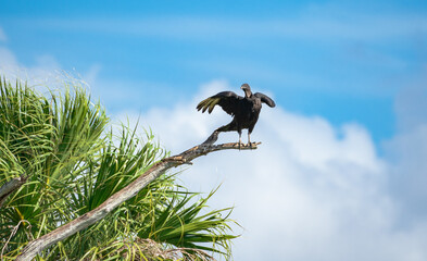 Black Vulture sitting on a branch at Orlando Wetlands Park in Cape Canaveral Florida.