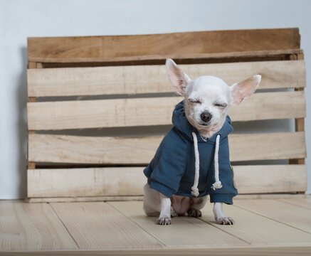 A small purebred white chihuahua dog with funny smile on its muzzle, wears in blue suit sits with eyes closed next to the structure craft wooden wall and posing looking to the photo camera. 