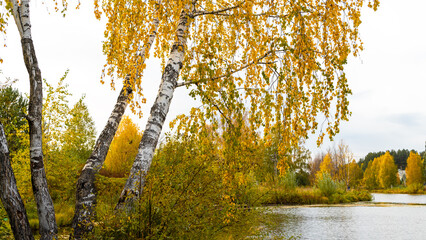 Birch trees with golden yellow leaves against the background of yellowed bushes or trees on the banks of a river, pond or lake in autumn © Olga Bryukhova