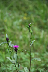 green background purple wild flower macro