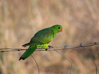 Female Red winged Parrot