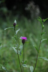 green background purple wild flower macro
