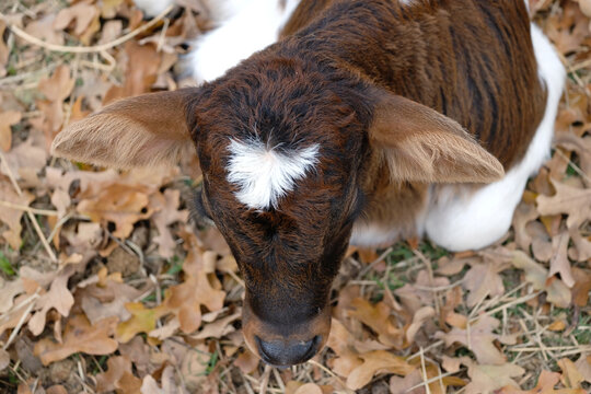 Fall calf in leaves from top view of head on farm.