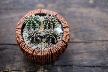 Fototapeta na wymiar green cactus in the pots on wood table and sun light, top view