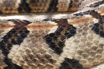 A closeup of a Puff Adder's (Bitis arietans) skin, showing its keeled scales, which refers to the...
