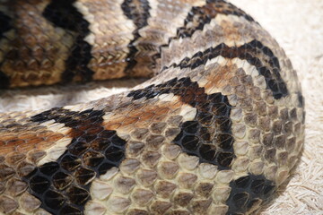 The Puff Adder has brown or buff skin covered in keeled scales.