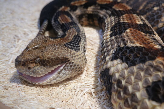 The puff adder (Bitis arietans) is a venomous viper species found in savannah and grasslands from Morocco and western Arabia throughout Africa except for the Sahara and rainforest regions.