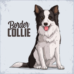 Cute smiling dog breed Border Collie sitting in full length isolated on white background - obrazy, fototapety, plakaty