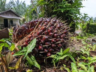 Fresh oil palm fruit is harvested in the morning