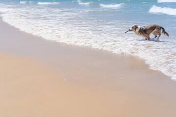 photo of a yellow sand beach where there is a beautiful brown border collie coming out of the...