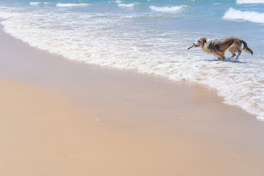 photo of a yellow sand beach where there is a beautiful brown border collie coming out of the water. copy space concept