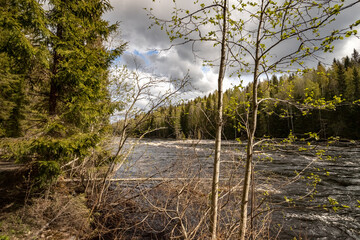 Yanisjoki River in Karelia on a sunny day. Nature of Karelia.