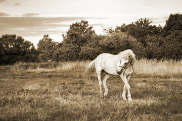 A white horse grazes in a meadow at sunset. Image in retro style. - obrazy, fototapety, plakaty