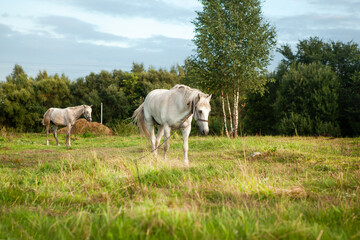 Naklejka na ściany i meble A white horse grazes in a meadow at sunset.