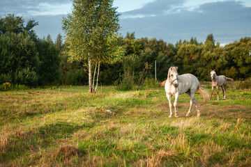 A white horse grazes in a meadow at sunset.