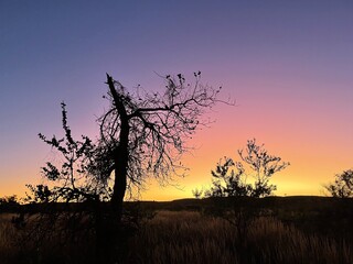 Naklejka premium A sunrise in the Pilbara, Western Australia, outside of a mining camp