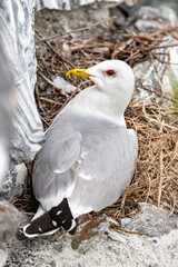 A seagull sitting in a nest on eggs. Larus. rock, offspring, care, nesting,