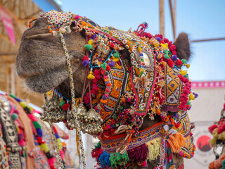 Obraz premium Decorated Camel Face Close up Picture in Indian desert rural village