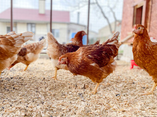 a lot of chickens in a chicken coop close up