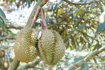 durians on the durian tree in an organic durian orchard.