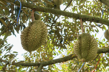 durians on the durian tree in an organic durian orchard.