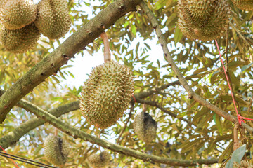 durians on the durian tree in an organic durian orchard.