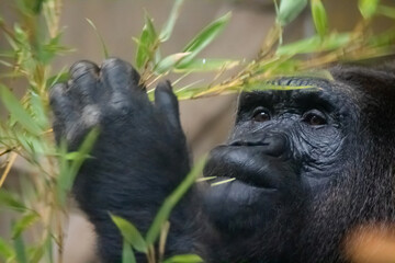 gorilla © charlie