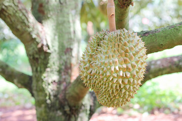 durians on the durian tree in an organic durian orchard.