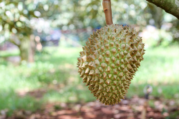 durians on the durian tree in an organic durian orchard.