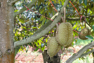 durians on the durian tree in an organic durian orchard.