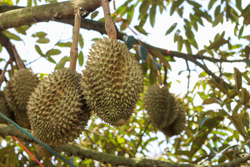 durians on the durian tree in an organic durian orchard.