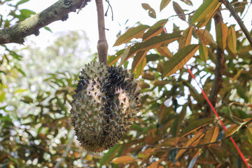 durians on the durian tree in an organic durian orchard.