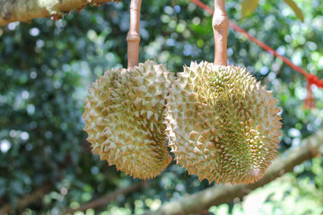 durians on the durian tree in an organic durian orchard.