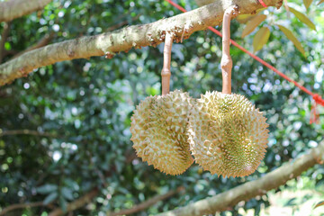 durians on the durian tree in an organic durian orchard.
