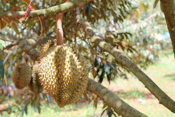 durians on the durian tree in an organic durian orchard.