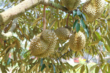 durians on the durian tree in an organic durian orchard.