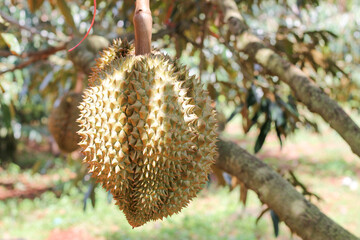 durians on the durian tree in an organic durian orchard.