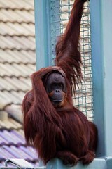 orangutan © charlie
