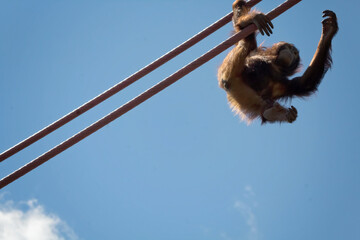 orangutan © charlie