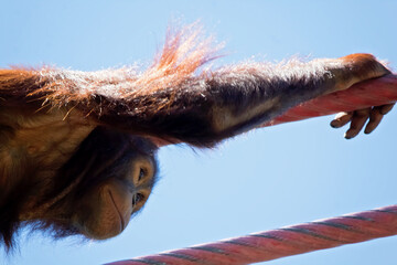 orangutan © charlie