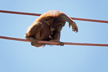 orangutan © charlie