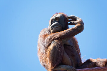 orangutan © charlie