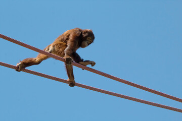 orangutan © charlie